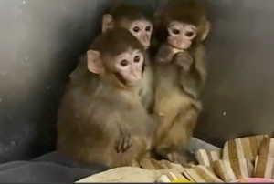 Bursa'da 3 makak maymunu koruma alt�