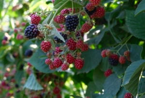 �retim, S�rbistan modeliyle art�r�la