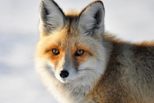 Yaban hayvanlar� endi�elendiriyor!