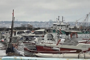 Uyanık lüfer Karadeniz zekasını kullandı