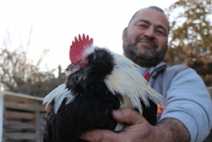 Farklı ırklardaki tavuklar burada yetişiyor