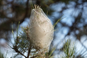 Hem ağaca hem insanlara zararı var