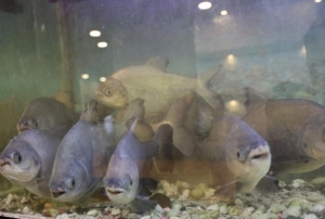 Piranalar  12 y�ld�r kelle pa�ayla besleniyor