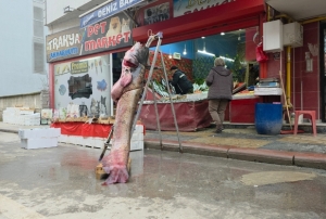 102 kilo, 2.40 metre...