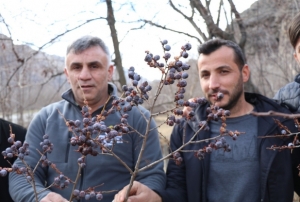 Kara hurmayı Şubat ayında dalından yiyorlar