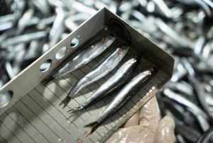 Avcılık denetimlerinde ceza yağdı