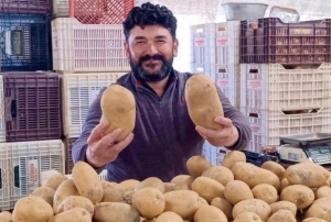 Dev patatesler pazar�n ilgi oda�� oldu