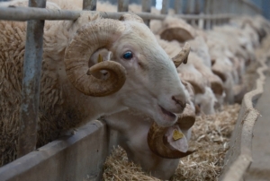 Türkiye'nin en değerli koçları...