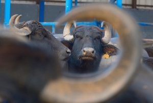 S�t verimi 2 bin litreye ��kt�