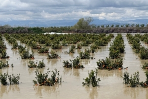 Ya���lar tar�m arazilerini vurdu