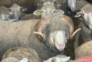 Kuzuları için sıraya girdiler!