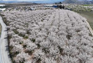Kayısı bahçeleri havadan görüntülendi