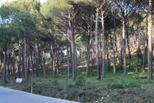 Altın değerindeki künara kameralı ön