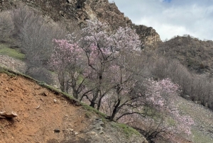 Badem a�a�lar� �i�ek a�t�