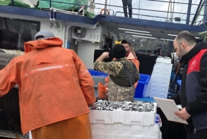Hamsi avcılığına sıkı denetim
