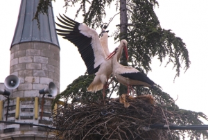 Leyleklere ‘Saygılı' köy