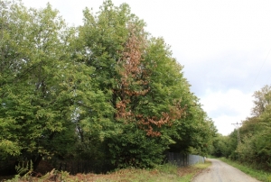 Sinop kestanesi tehlikede