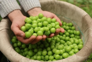 Turfanda can eri�i Avrupa �lkelerine ihra� ediliyor