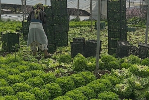 'K�v�rc�k' bu y�l g�ld�rd�