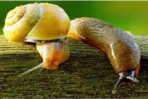 Salyangoz ve s�m�kl� b�cek uyar�s�