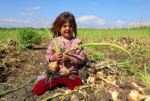 Soğan fiyatlarını en az 15 lira bekl