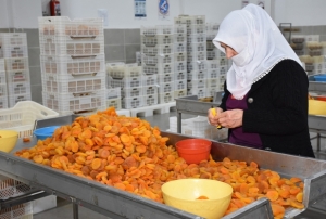 Kayısı ihracatı 20 milyon doları aştı