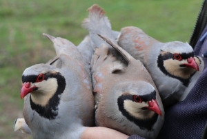 Atadan toruna kalan miras