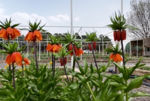 Yılda sadece 20 gün yaşıyor