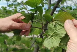 F�nd�kta verim d���kl��� maliyeti art�r�yor