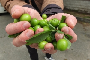 �lk erik hasad� yap�ld�