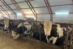 Kurbanl�klar pazara ��kmay� bekliyor