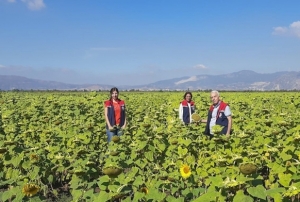 Ay�i�e�inde tohum deste�i ba�lad�