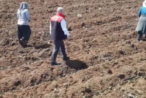 Domates �retiminde yeni sezon ba�lad�