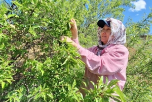 �a�la, �reticisinin y�z�n� g�ld�rd�