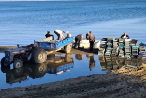 G�m�� bal���nda y�zler g�l�yor