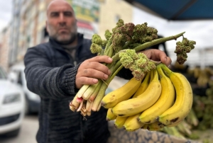 Yayla muzu u�kun tezgaha ��kt�