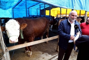 Kurban pazarının 'Paşa'sı 1,3 tonluk boğa