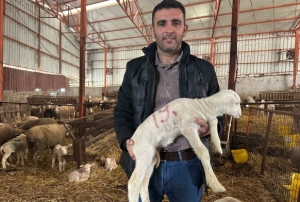 Koyunculuğa başlayacaklara önemli öneri