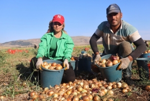 30 TL'yi bulan fiyat üreticiyi memnun etti