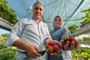 Emekli �iftin �ilek mesaisi