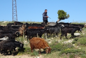 T�rkiye'nin ke�i yeti�tirme merkezi Mersin