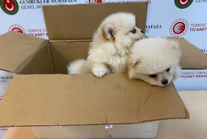 Pomeranian cinsi köpek yavrusu ele geçirildi