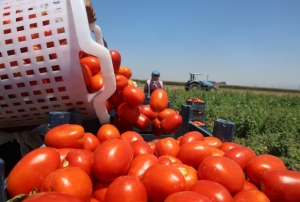 Tarlada 15 TL'den al�c� buluyor