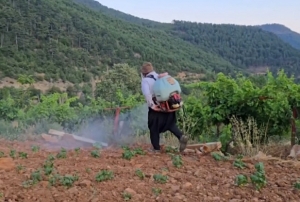 �ekirgeler �reticinin kabusu oldu