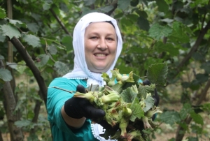 ‘Yeşil altın' fındıkta ilk hasat başladı