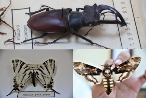 60 yıldır toplanan böcekler bu müzede sergileniyor