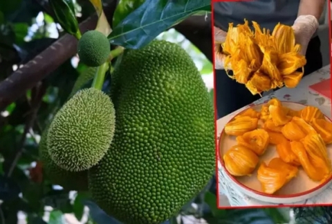 Jackfruit Trkiye'de Yetişiyor!