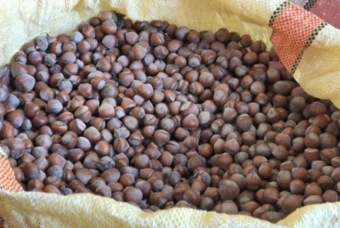 Serbest piyasada fndk fiyatlar 300 liraya ulat