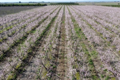 �eftali a�a�lar� �i�ek a�t�