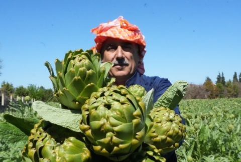 Enginar�n hasat mesaisi s�r�yor